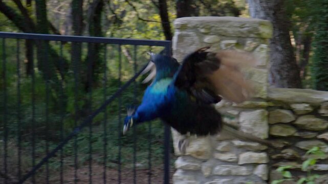 Peacock Jumping and Flying from Stone Wall in Garden