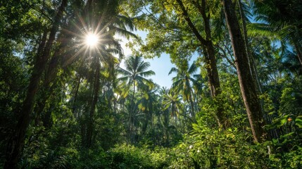 Obraz premium Sunlight shines through the dense canopy of tall palm trees in a tropical forest. The greenery envelops the ground creating a serene and peaceful atmosphere.