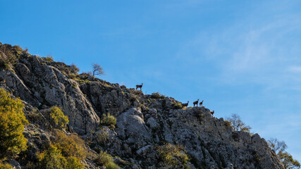 Chamois (Rupicapra rupicapra) herd standing on rocky ridge in Hautes-Alpes