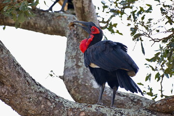 Naklejka premium Südliche Hornraben