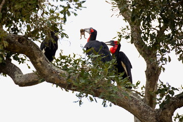 Obraz premium Südliche Hornraben