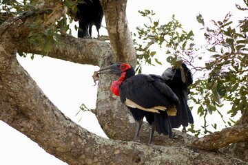Naklejka premium Südliche Hornraben