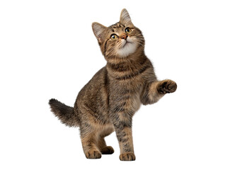 Fototapeta premium Tabby Cat Standing on Hind Legs isolated on a transparent background