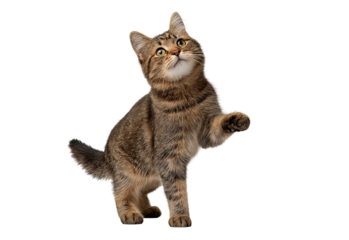 Tabby Cat Standing on Hind Legs isolated on a transparent background
