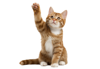 Orange tabby cat sitting and waving paw isolated on a transparent background