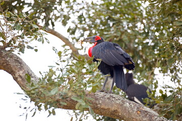 Obraz premium Südliche Hornraben