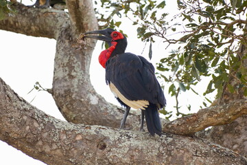Obraz premium Südliche Hornraben