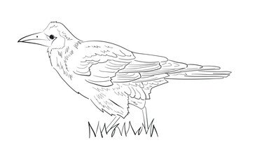 Black and white vector illustration of a rook bird standing on grass, side view profile with detailed feathers and beak. Stylized line drawing suitable for coloring page or decorative design.