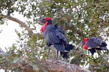 Obraz premium Südliche Hornraben