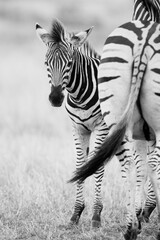 Steppenzebras