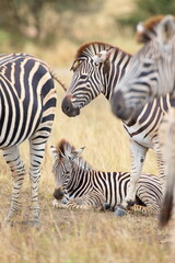 Steppenzebras
