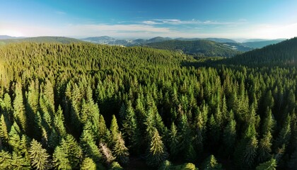 Aerial Shot Of A Pine Forest