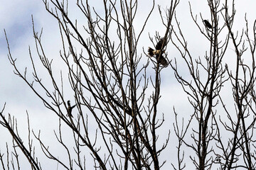 Australian Noisy Miner (Manorina melanocephala) among trees