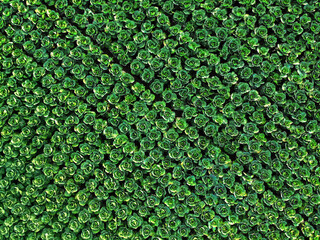 From above, cabbages bloom like giant green roses—fresh, organic, and full of life. Aerial view of lush farmland showing the beauty of nature and sustainable agriculture