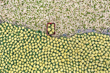 Freshly harvested cauliflowers and radishes spread across a local wholesale market floor. Natural, organic vegetables glowing with freshness and earthy vibes. Perfect for healthy living visuals.