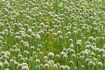 Blooming onion flower in natural daylight, grown for seed production. Tiny white florets form a perfect round cluster, showing the simple beauty of farm life and nature’s detail