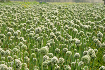 Blooming onion flower in natural daylight, grown for seed production. Tiny white florets form a perfect round cluster, showing the simple beauty of farm life and nature’s detail