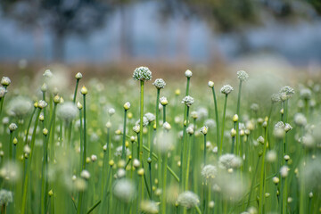 Blooming onion flower in natural daylight, grown for seed production. Tiny white florets form a perfect round cluster, showing the simple beauty of farm life and nature’s detail