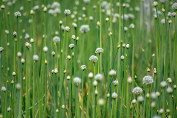 Blooming onion flower in natural daylight, grown for seed production. Tiny white florets form a perfect round cluster, showing the simple beauty of farm life and nature’s detail