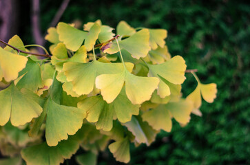 Golden and green ginkgo biloba leaves clustered on a branch against dark background