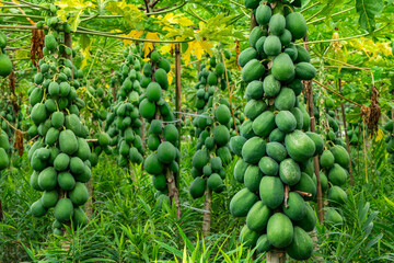 Fresh raw papayas hanging from tree in organic farm. Healthy tropical fruit rich in vitamins, showing natural farming and good harvest. Perfect for agriculture, gardening and organic food themes