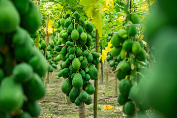 Fresh raw papayas hanging from tree in organic farm. Healthy tropical fruit rich in vitamins, showing natural farming and good harvest. Perfect for agriculture, gardening and organic food themes