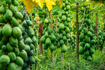 Fresh raw papayas hanging from tree in organic farm. Healthy tropical fruit rich in vitamins, showing natural farming and good harvest. Perfect for agriculture, gardening and organic food themes
