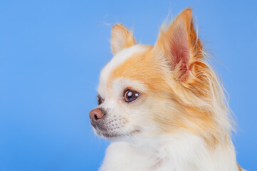 Chihuahua dog, white with red color on a blue background.