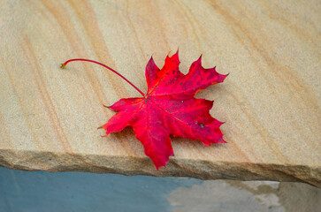Single vibrant red maple leaf rests delicately upon textured sandstone ledge outdoors