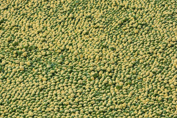 Freshly harvested cauliflowers spread across a local wholesale market floor. Natural, organic vegetables glowing with freshness and earthy vibes. Perfect for healthy living visuals.