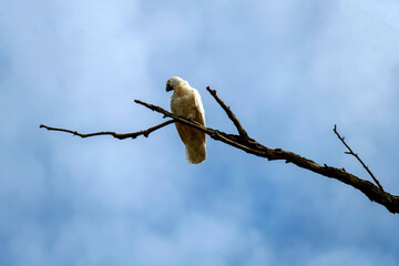 Little Corella (Cacatua sanguinea)