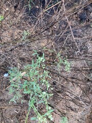 Detailed shot of small green plants flourishes, showcasing their detailed leaves in the barren ground.