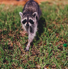 raccoon in the grass miami Florida 