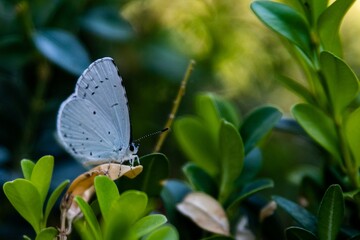 Blue butterfly stands among branches .
