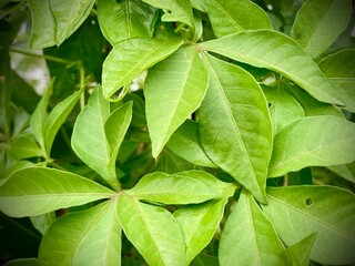 Fototapeta premium green leaves background. close up of green peas in the garden. Beautiful and unusual nature, plants, spring flowers. Young large phlox bushes with small leaves