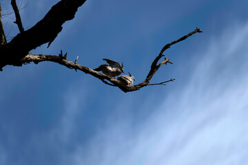 Two Crested Pigeons (Ocyphaps lophotes)