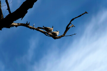 Two Crested Pigeons (Ocyphaps lophotes)