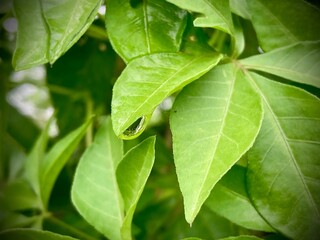 green leaves background. close up of green peas in the garden. Beautiful and unusual nature, Young large phlox bushes with small leaves. Organic green basil leaves