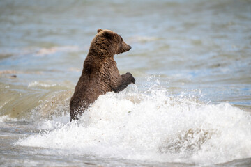 Fototapeta premium Alaskan brown bear searching for salmon in Naknek Creek.