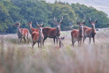 Red Deer - Peak District - Derbyshire - England - United Kingdom - Europe