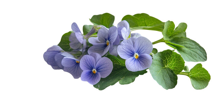 Delicate blue violets with vibrant green leaves against a dark background isolated on a transparent background