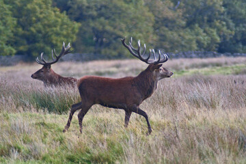 Red Deer - Peak District - Derbyshire - England - United Kingdom - Europe