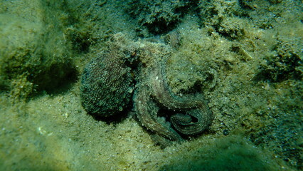 Common octopus (Octopus vulgaris) hunting, Aegean Sea, Greece, Halkidiki, Pirgos beach