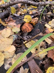 Edible forest mushroom aspen mushroom on green grass with yellow leaves