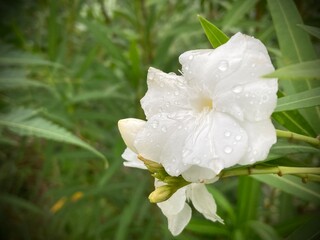 Fototapeta premium White daffodil in spring sunny garden. delicate white oleander bloom, glistening with fresh droplets after a gentle rainfall