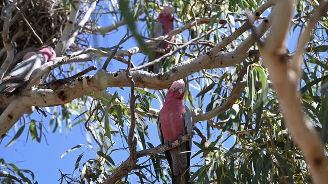flock of pink Galahs, Eolophus roseicapilla, pink and grey cockatoo sitting in a Eucalypt tree in Exmouth near Ningaloo reef, a popular travel destination in West Australia.