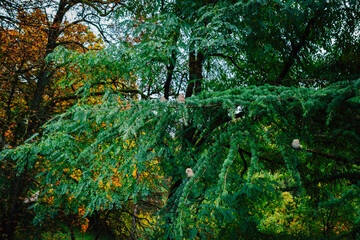 green tree in the forest