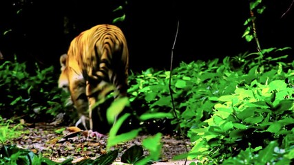 Bengal tiger walking into forest away from camera. Gorgeous exotic animal retiring into wild woods. Inhabitant of tropical jungles. Endangered species in their natural habitat. Back view. Still cam.