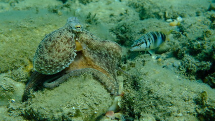 Common octopus (Octopus vulgaris) hunting, Aegean Sea, Greece, Halkidiki, Pirgos beach