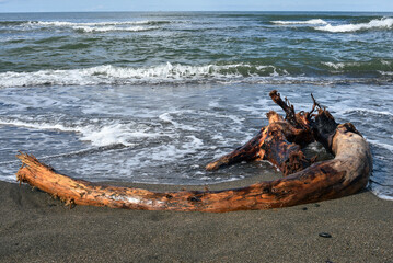 driftwood  on the beach